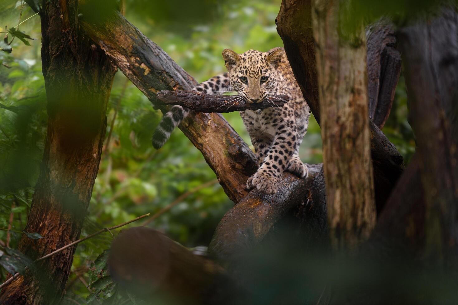 Portrait of Persian leopard in zoo photo