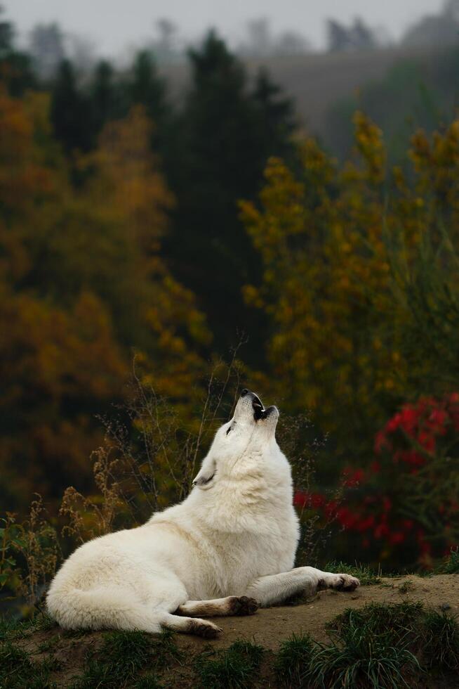 Arctic wolf in autumn nature photo
