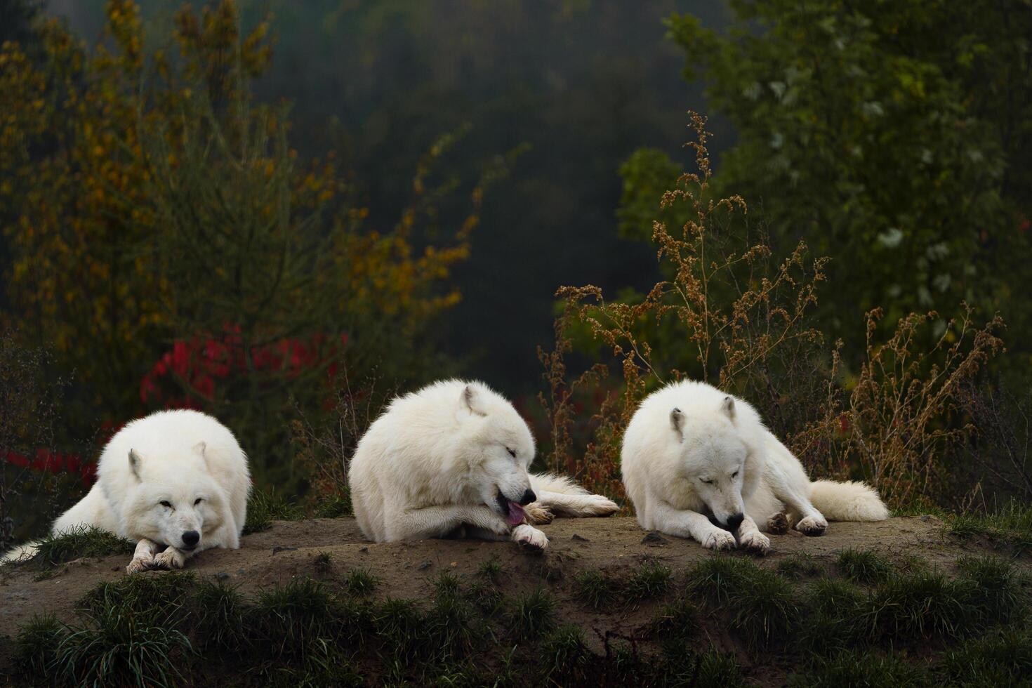 Arctic wolf in autumn nature photo