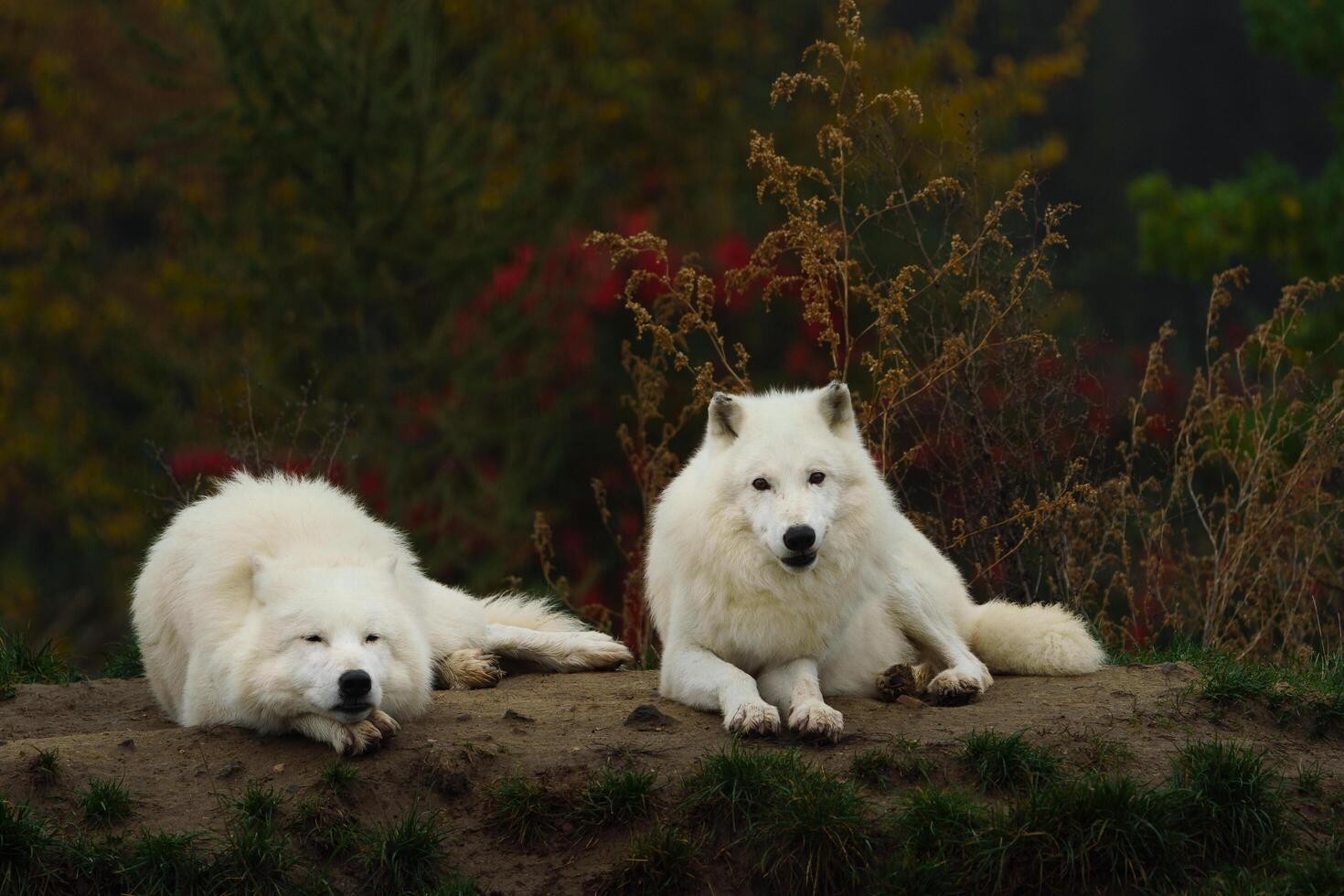Arctic wolf in autumn nature photo