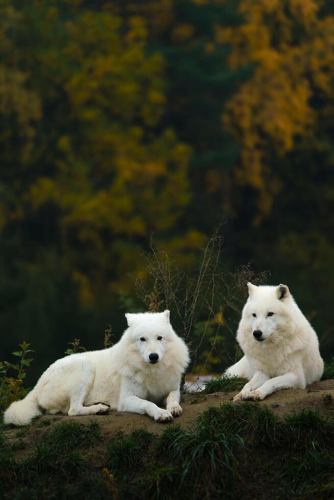 Arctic wolf in autumn nature photo