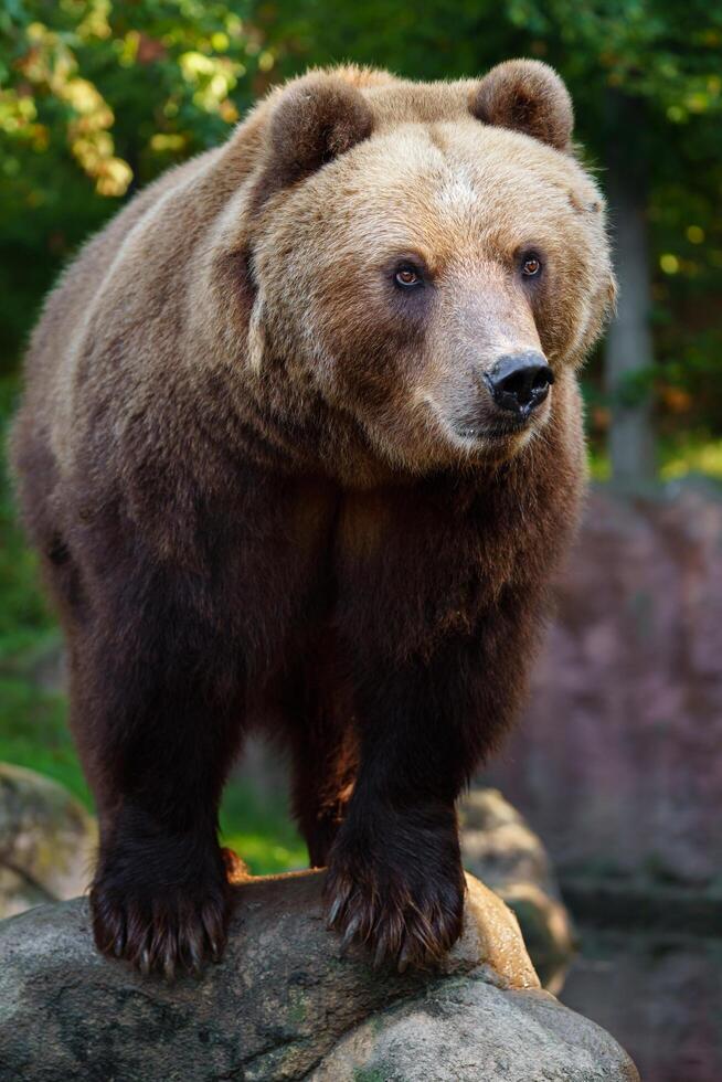 Kamchatka brown bear on rock photo