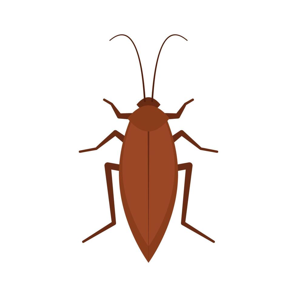 Cockroach . Cockroach on white background. vector