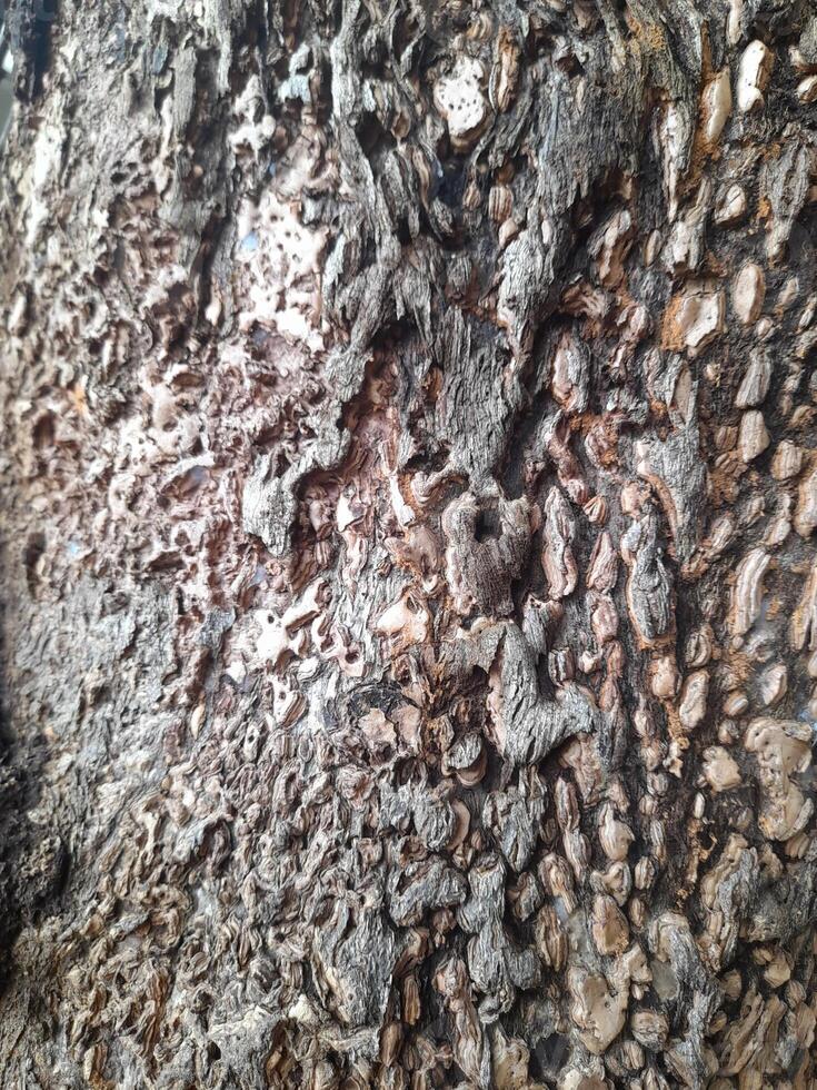 A close-up of a tree bark with a rough, weathered surface showing patterns of decay and natural textures. It highlights the intricate details of the wood's erosion and organic structure. photo