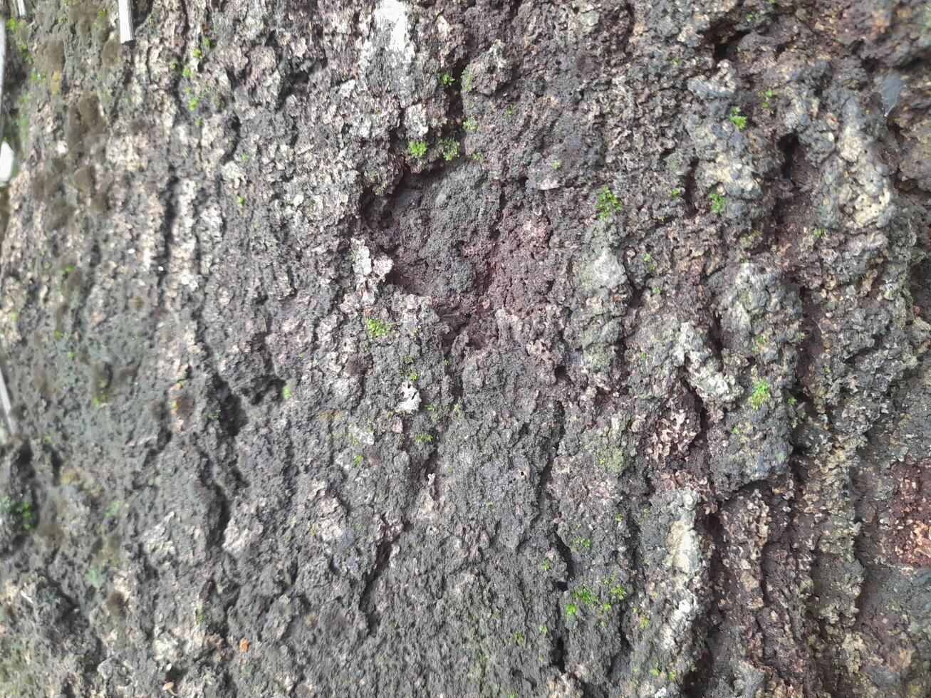 A close-up of a tree bark with a rough, weathered surface showing patterns of decay and natural textures. It highlights the intricate details of the wood's erosion and organic structure. photo