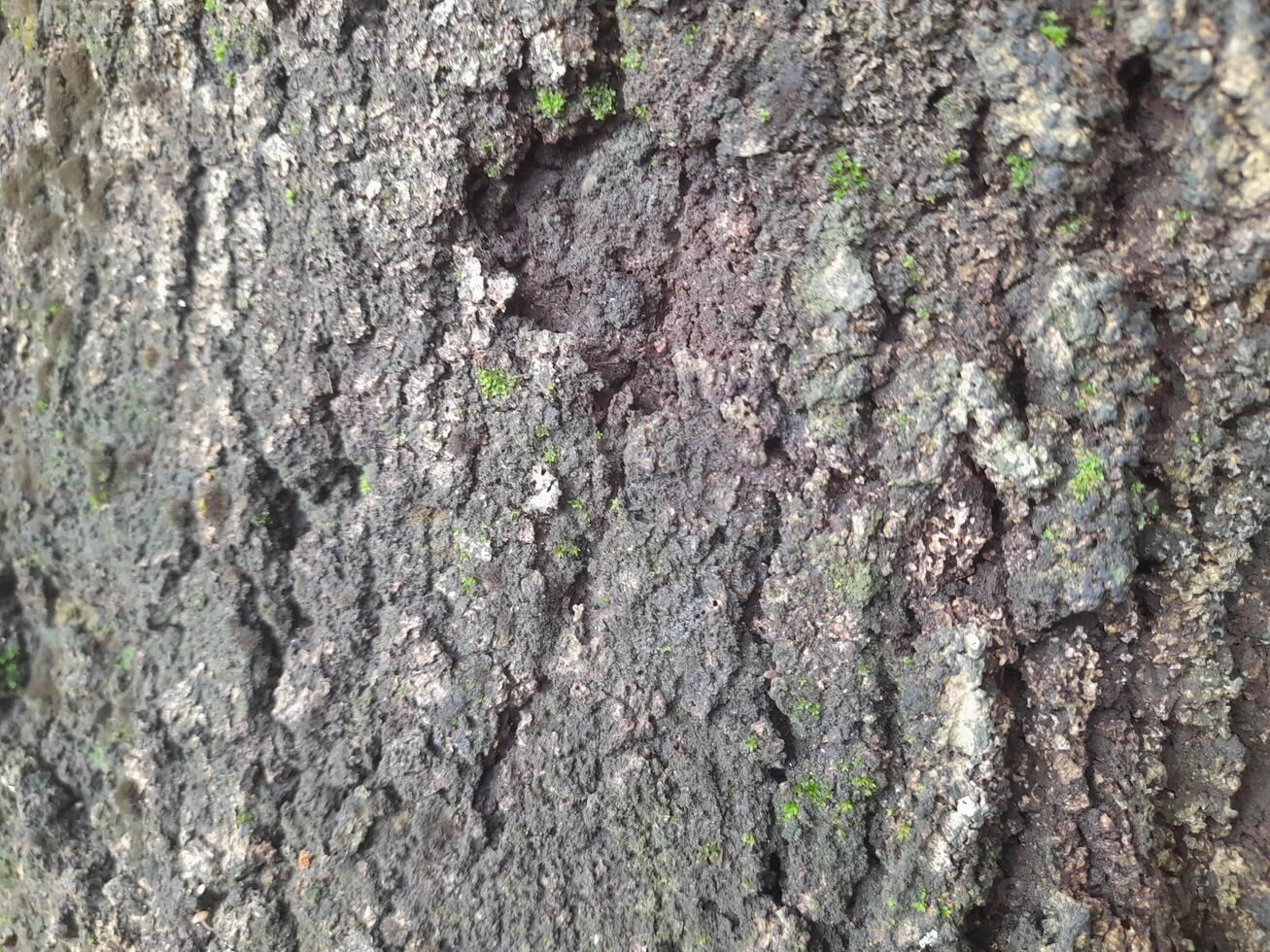 A close-up of a tree bark with a rough, weathered surface showing patterns of decay and natural textures. It highlights the intricate details of the wood's erosion and organic structure. photo