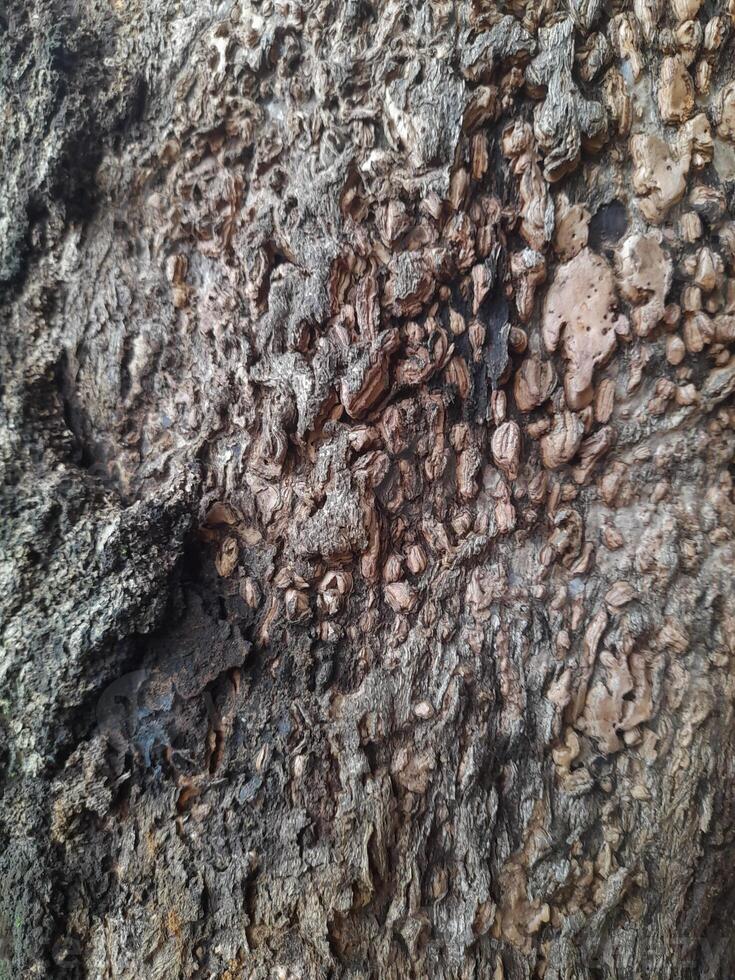 A close-up of a tree bark with a rough, weathered surface showing patterns of decay and natural textures. It highlights the intricate details of the wood's erosion and organic structure. photo