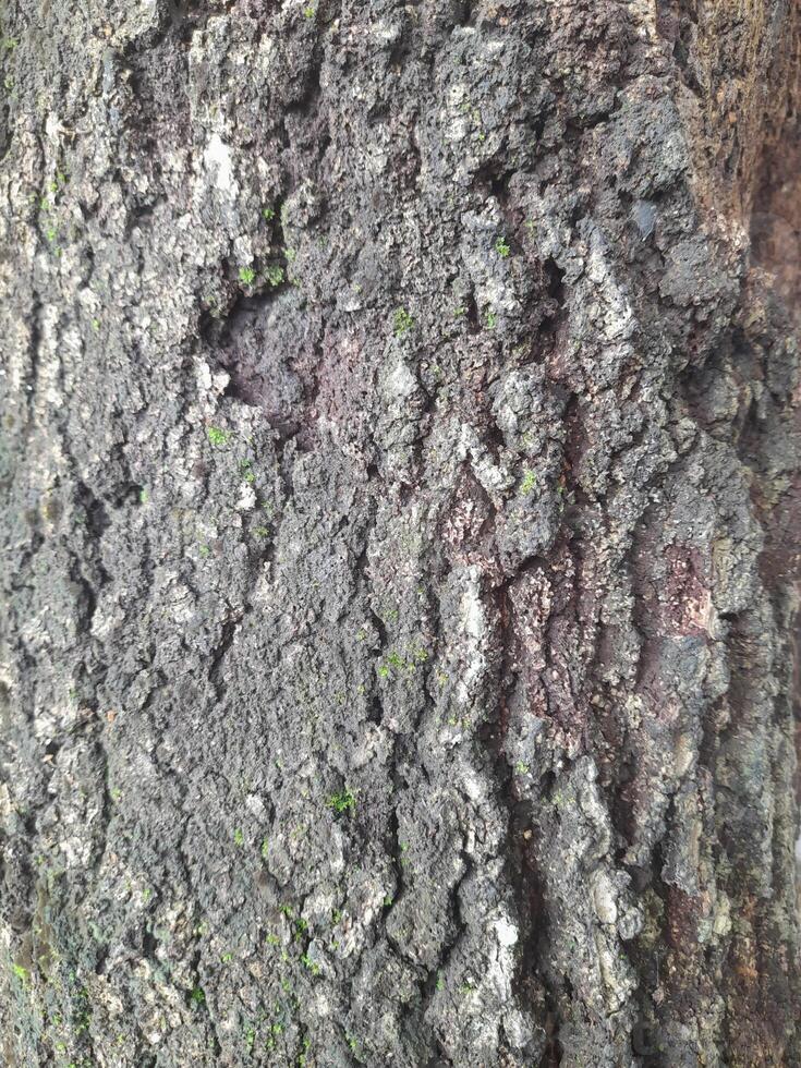 A close-up of a tree bark with a rough, weathered surface showing patterns of decay and natural textures. It highlights the intricate details of the wood's erosion and organic structure. photo