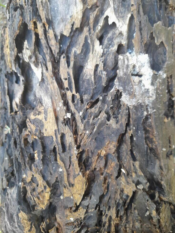 A close-up of a tree bark with a rough, weathered surface showing patterns of decay and natural textures. It highlights the intricate details of the wood's erosion and organic structure. photo