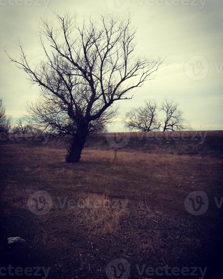 Lonely trees rise majestically in a harsh landscape, evoking deep solitude and peace photo