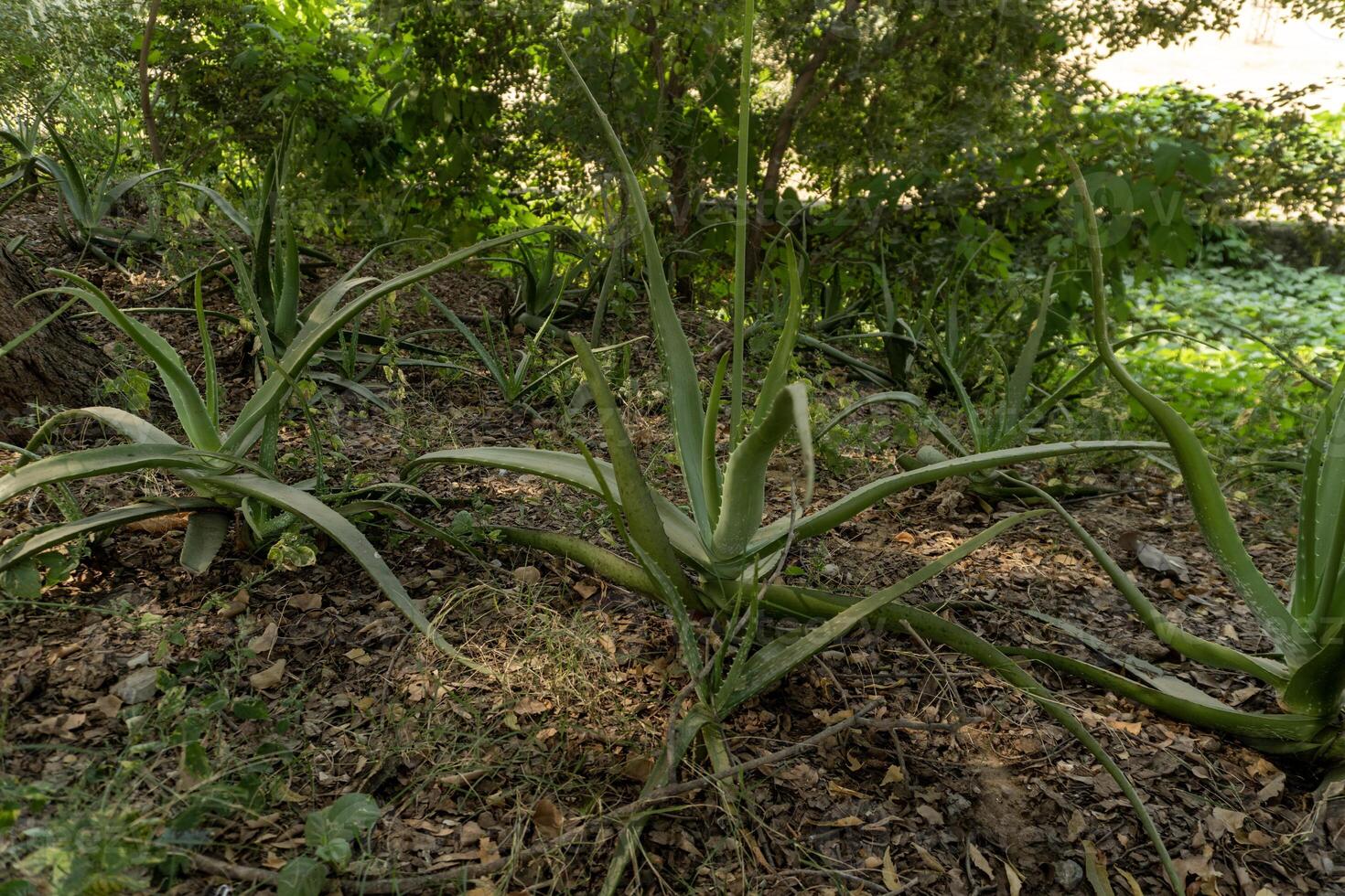 Aloe vera plantation, cultivation of aloe vera, healthy plant used for medicine, cosmetics, skin care, india, rajasthan photo
