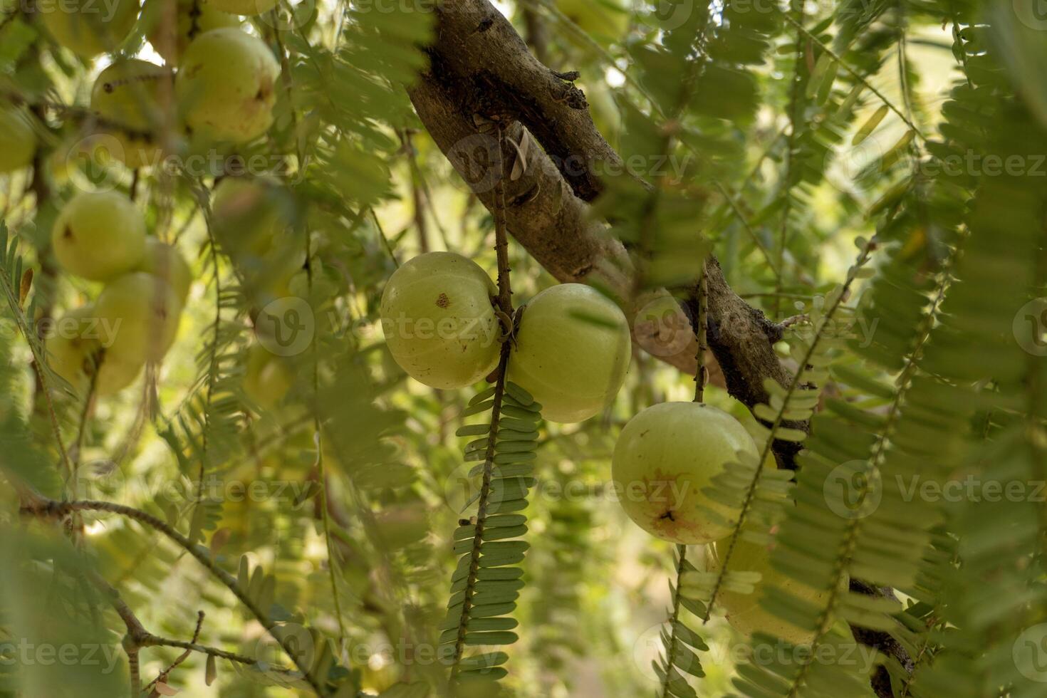 Indian Gooseberry Tree with Fresh Amla Fruits and Green Leaves photo