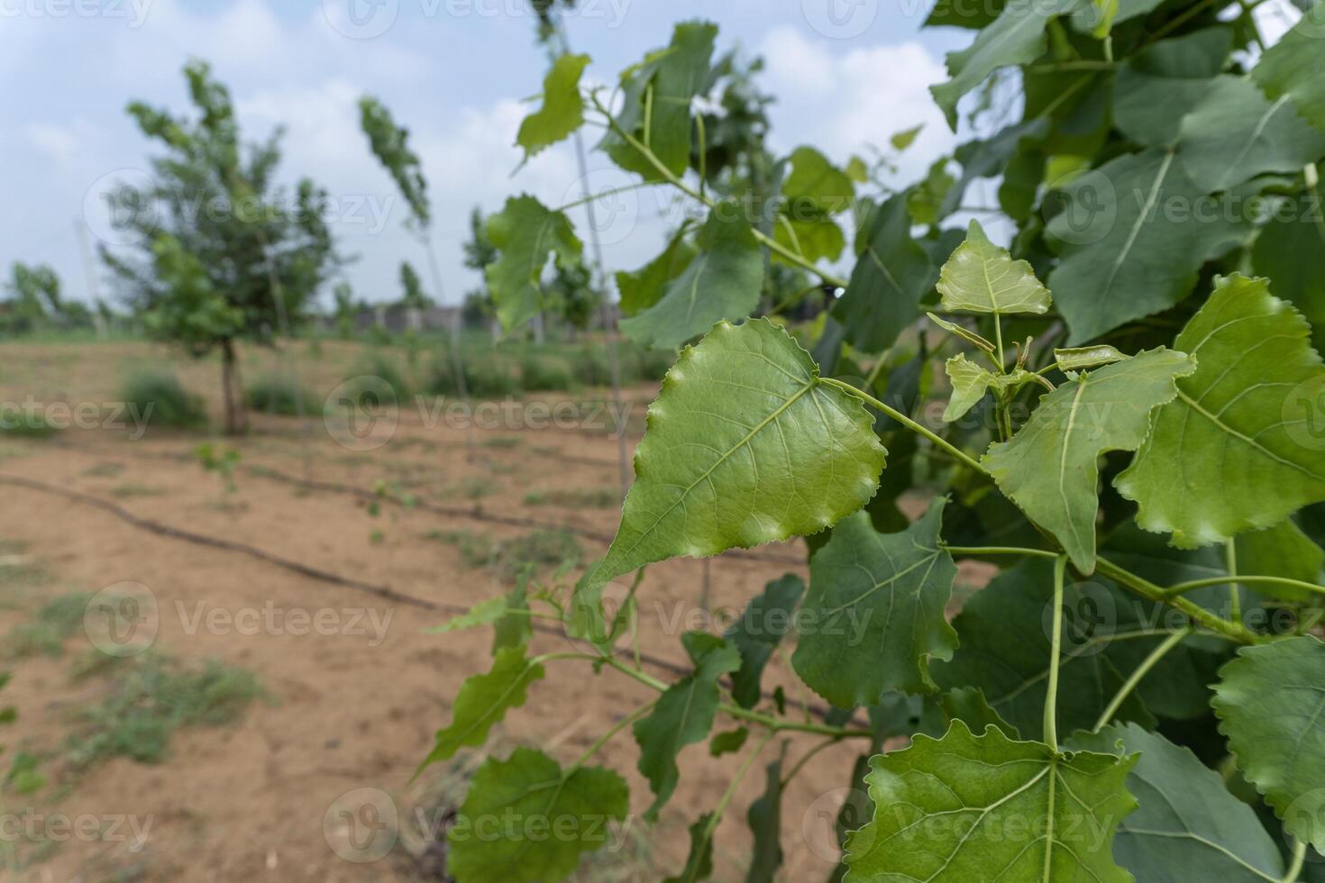 Poplar Tree Leaves Closeup in Nature photo