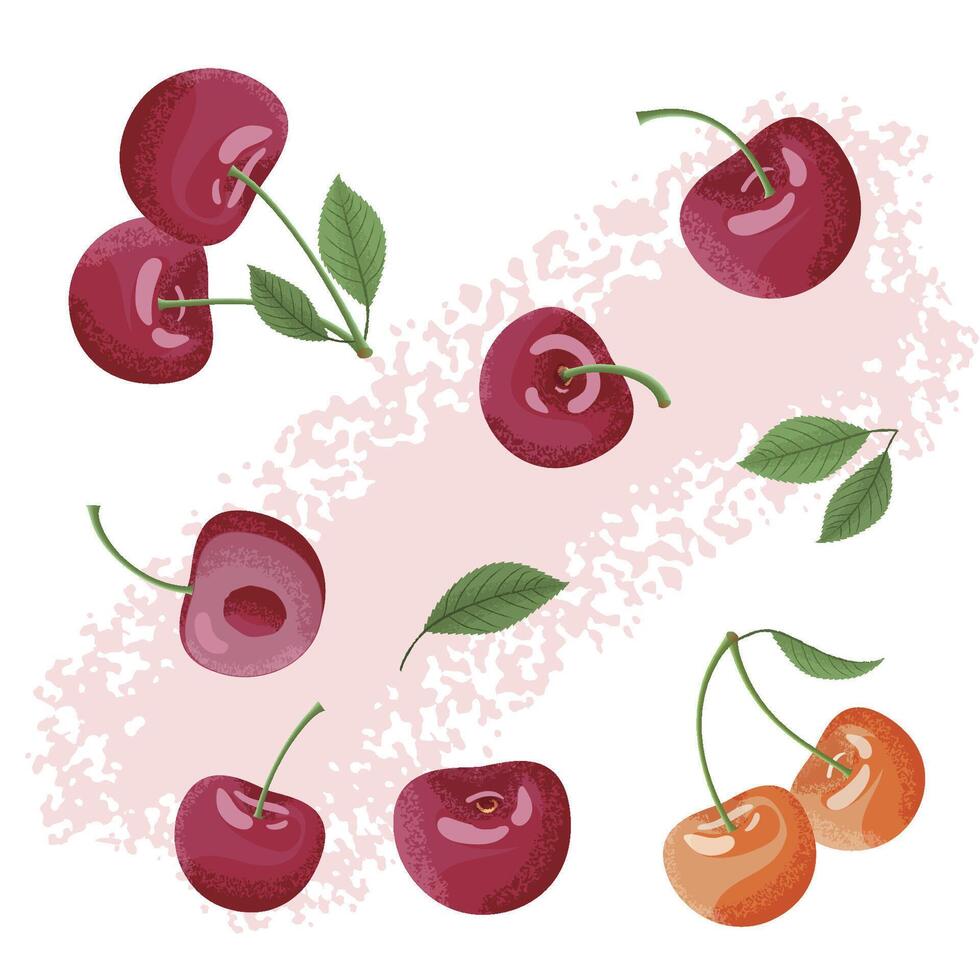 Detailed and Vibrant Cherry Illustrations with Leafy Elements and Artistic Design vector