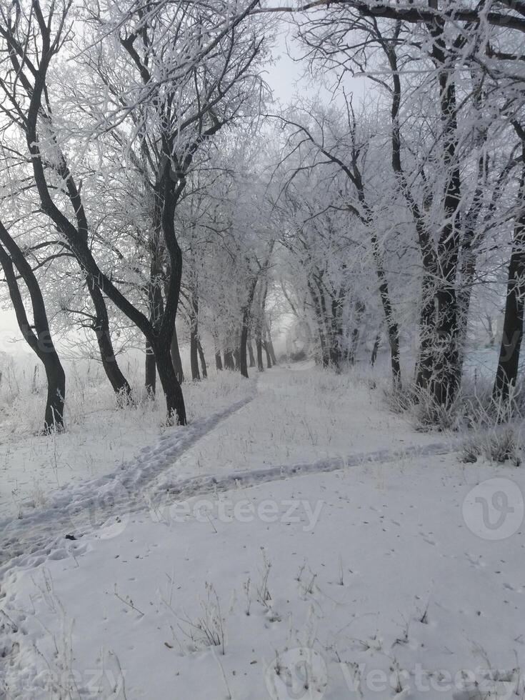 Experience the enchanting Winter Wonderland filled with snowcovered trees and serene pathways photo