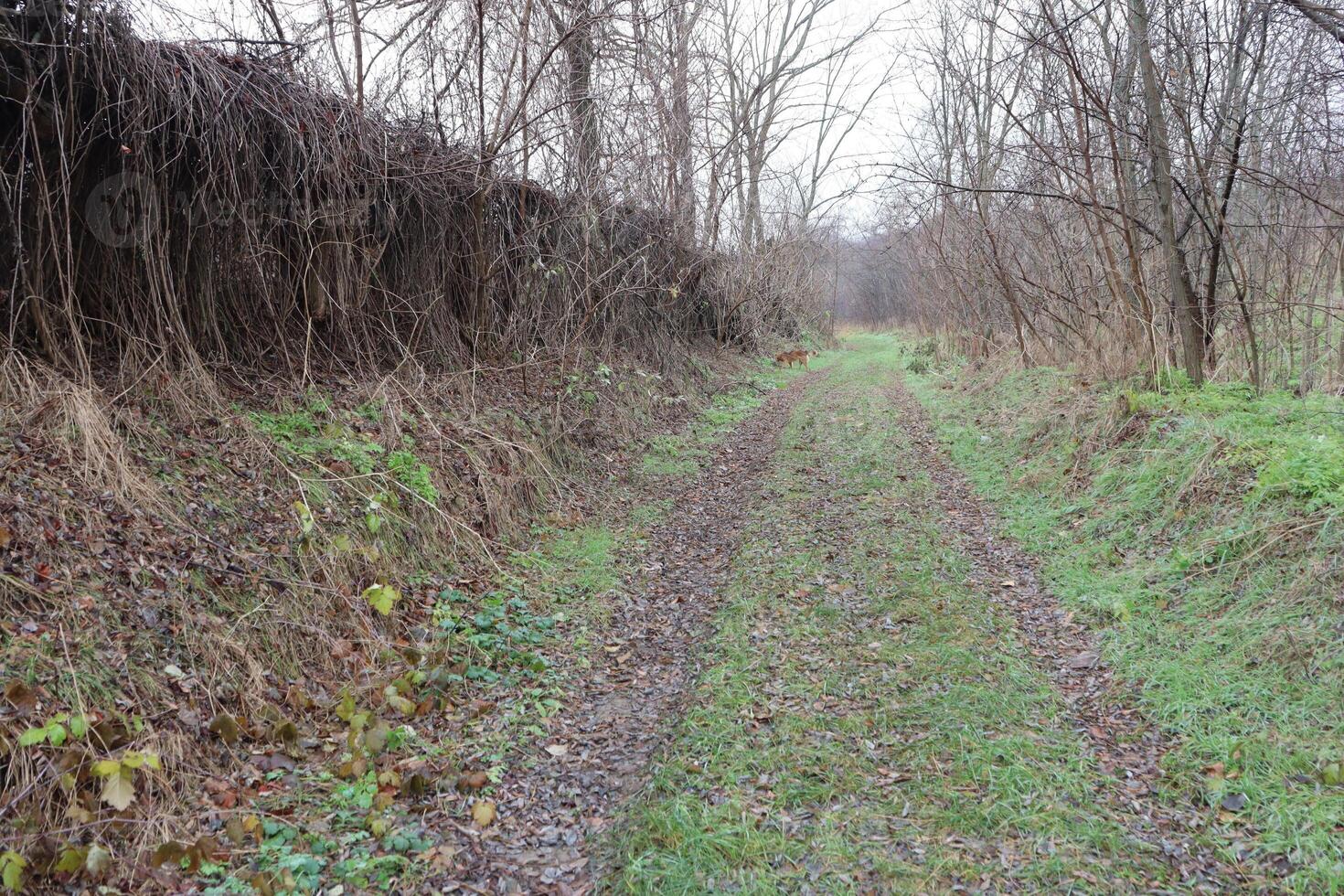 Experience the Serene Pathway That Leads You Through the Wonders of Nature and Beauty photo