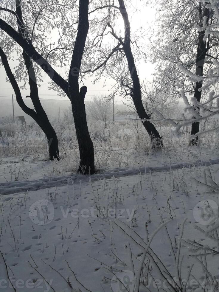 The peaceful Winter Wonderland features a stunning snowy landscape filled with bare trees photo