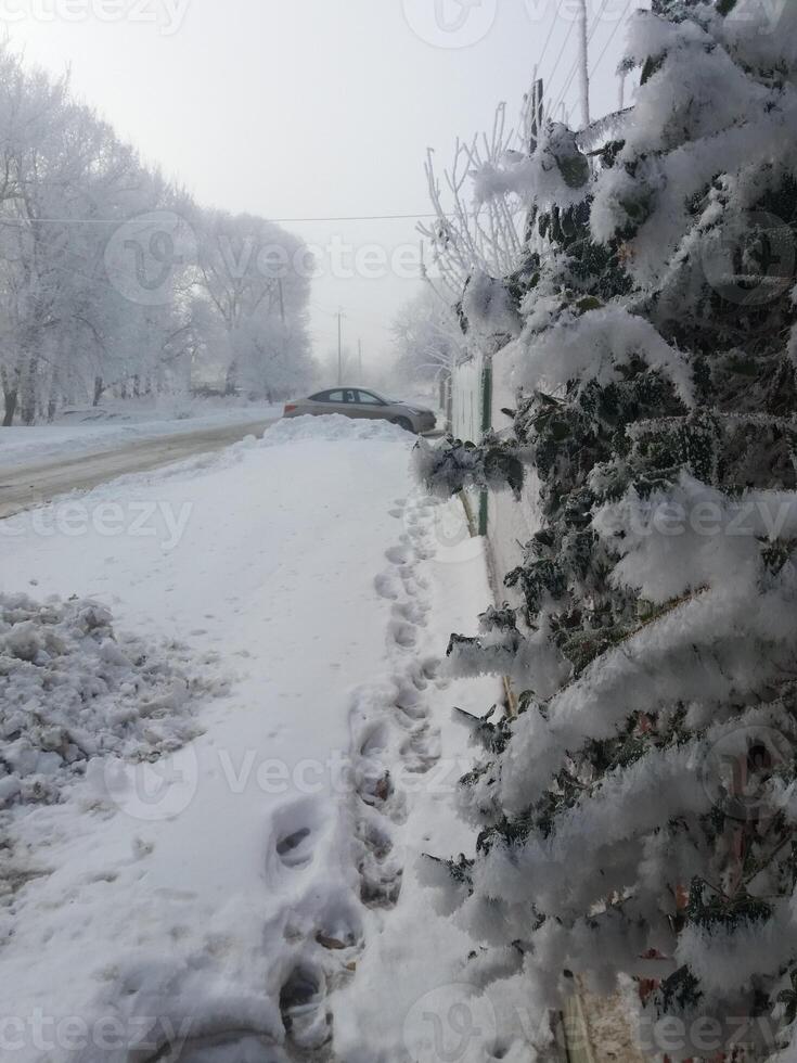 A Serene and Picturesque Winter Landscape Enhancing the Beauty of a SnowCovered Path and Trees photo
