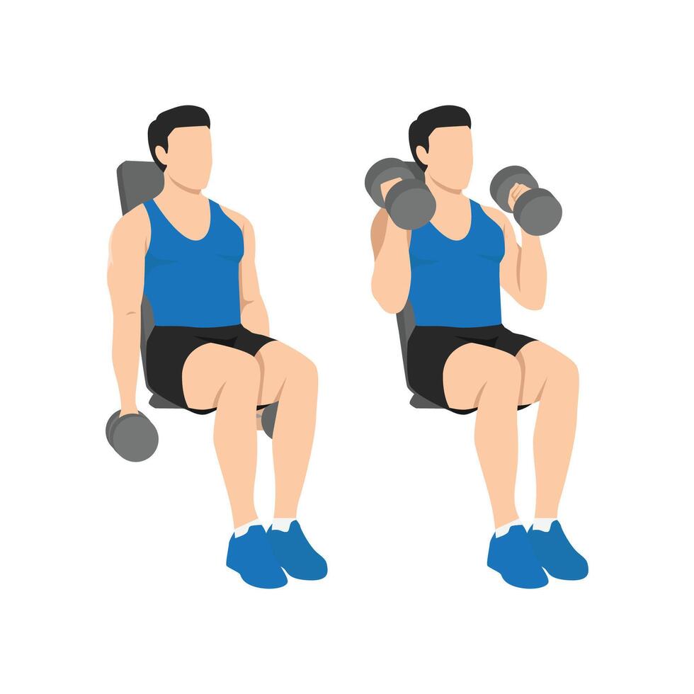 Man doing seated both arms dumbbell bicep hammer curls exercise. vector