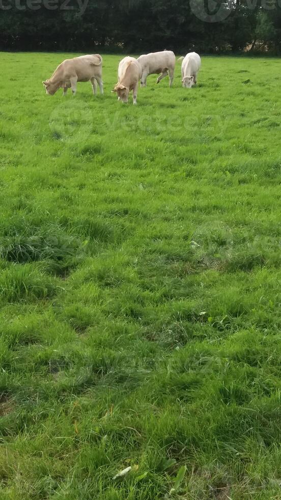 A serene scene of grazing sheep in a lush green field, creating an idyllic atmosphere photo