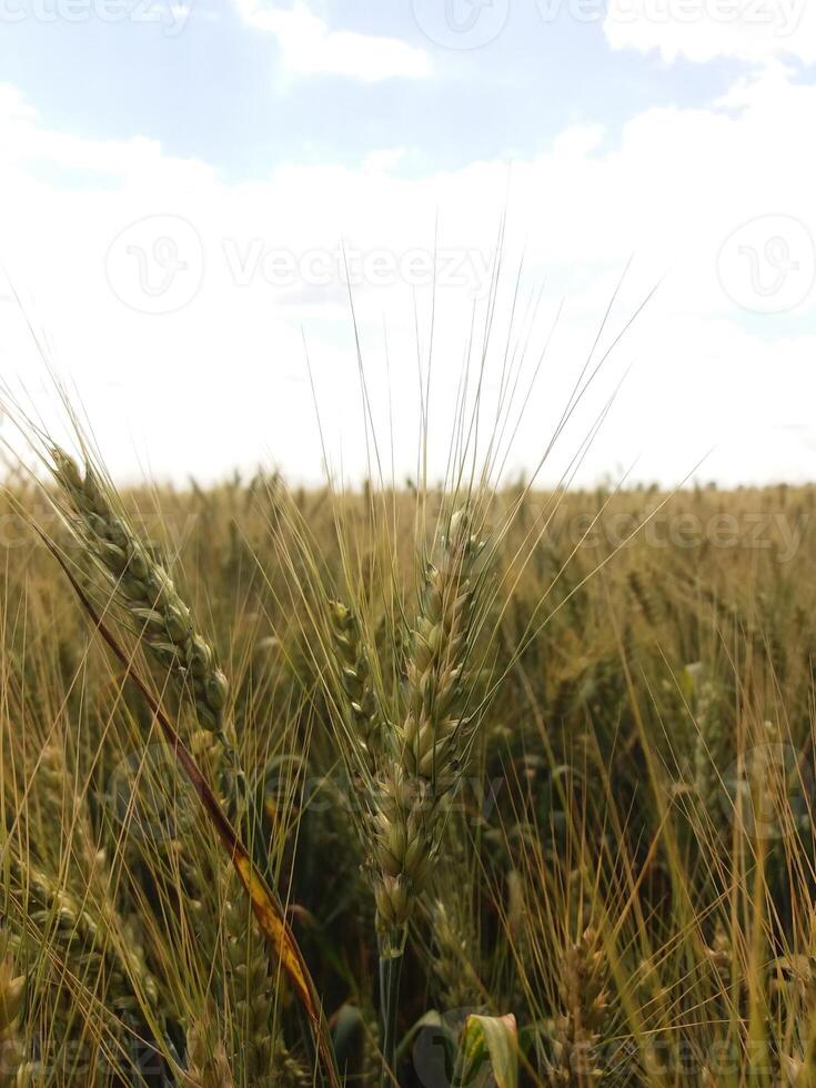 A Beautiful Golden Wheat Field Stretching Out Under a Bright and Clear Sky Above photo