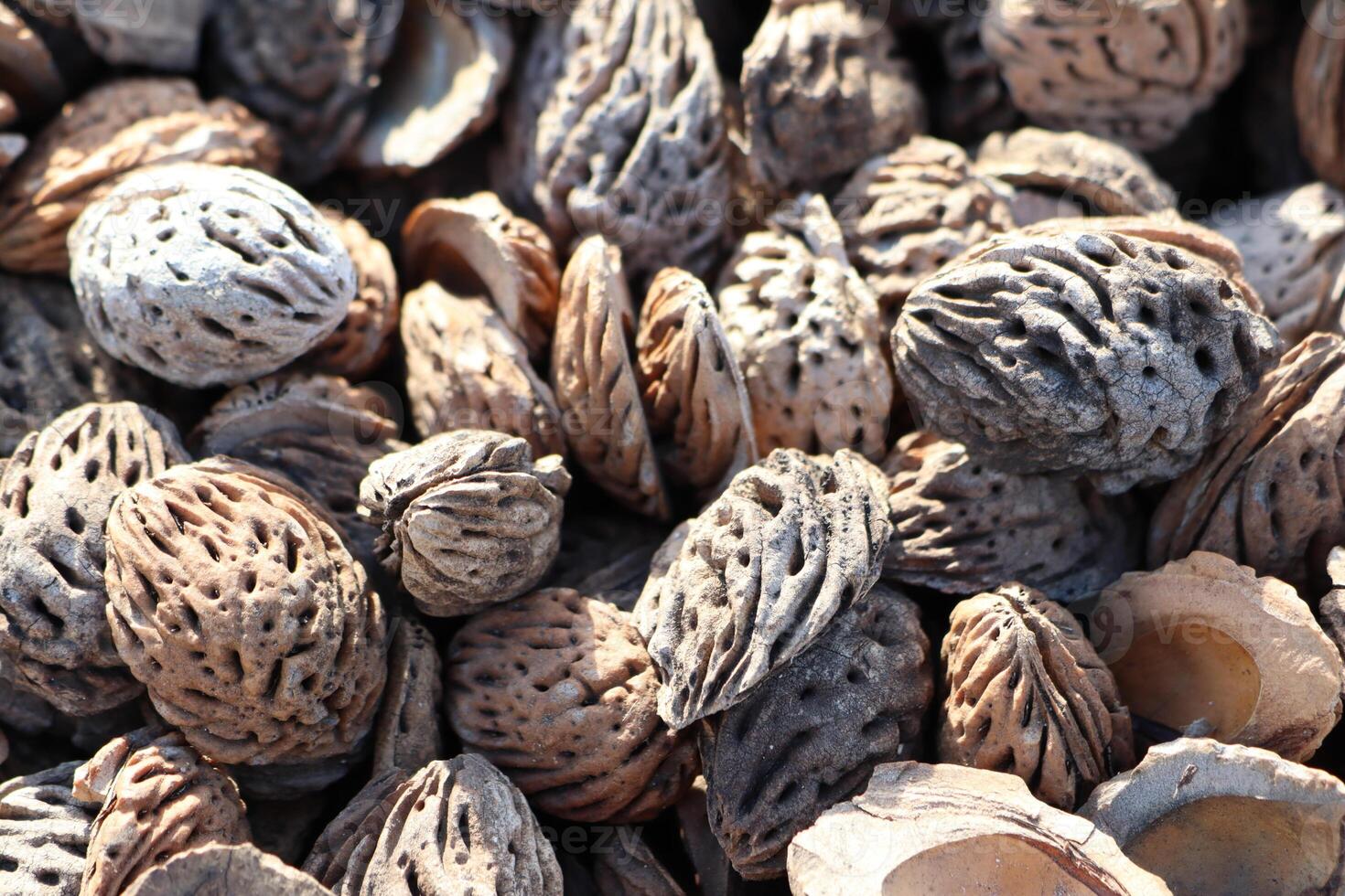 Dried Nuts and Shells Beautifully Arranged on a Rustic Surface with Natural Charm photo