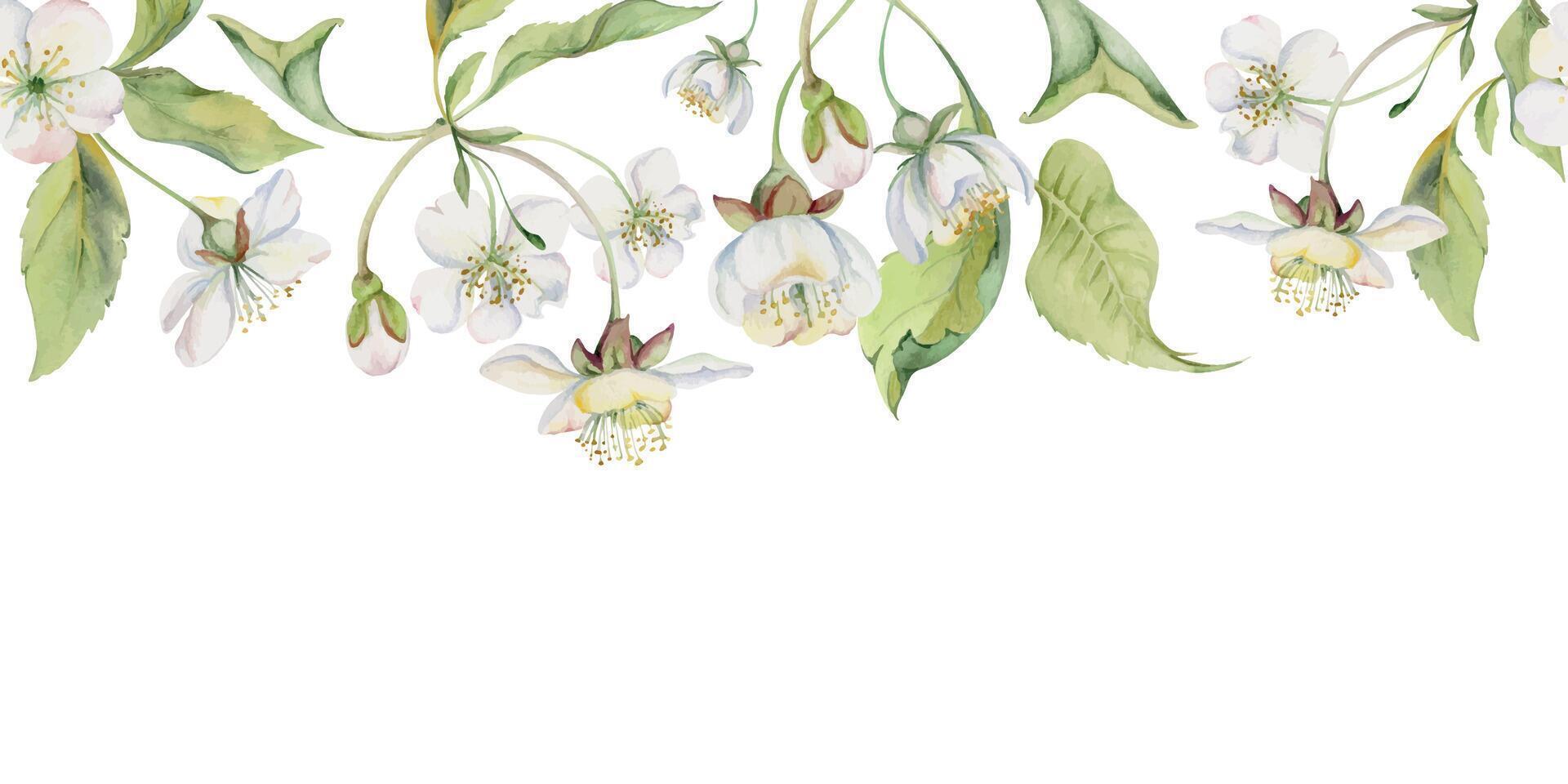 Cherry sakura apple white flower and bud with green leaves on stems, hand drawn in watercolor, wildflower botanical illustration. Seamless isolated banner, for scrapbooking, wedding card, florist shop vector