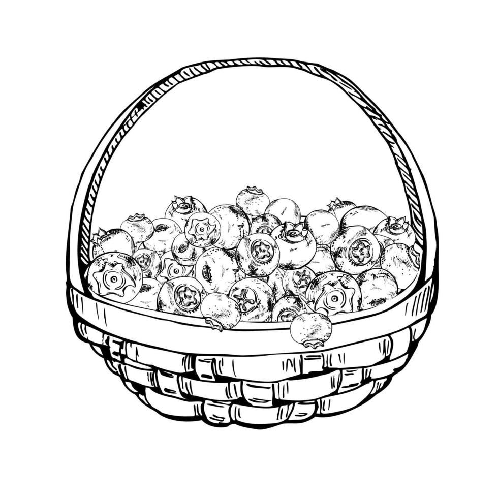 Blueberry blackberry in weaved basket, hand drawn in ink , heap of ripe picked forest sketch berry harvest. Seamless banner illustration, for restaurant, cafe menu, recipe book, farmers market vector