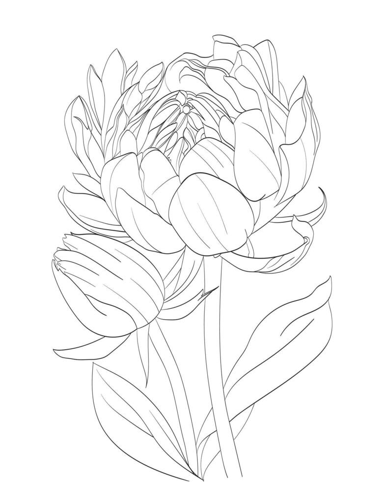 Peony new bloom vector