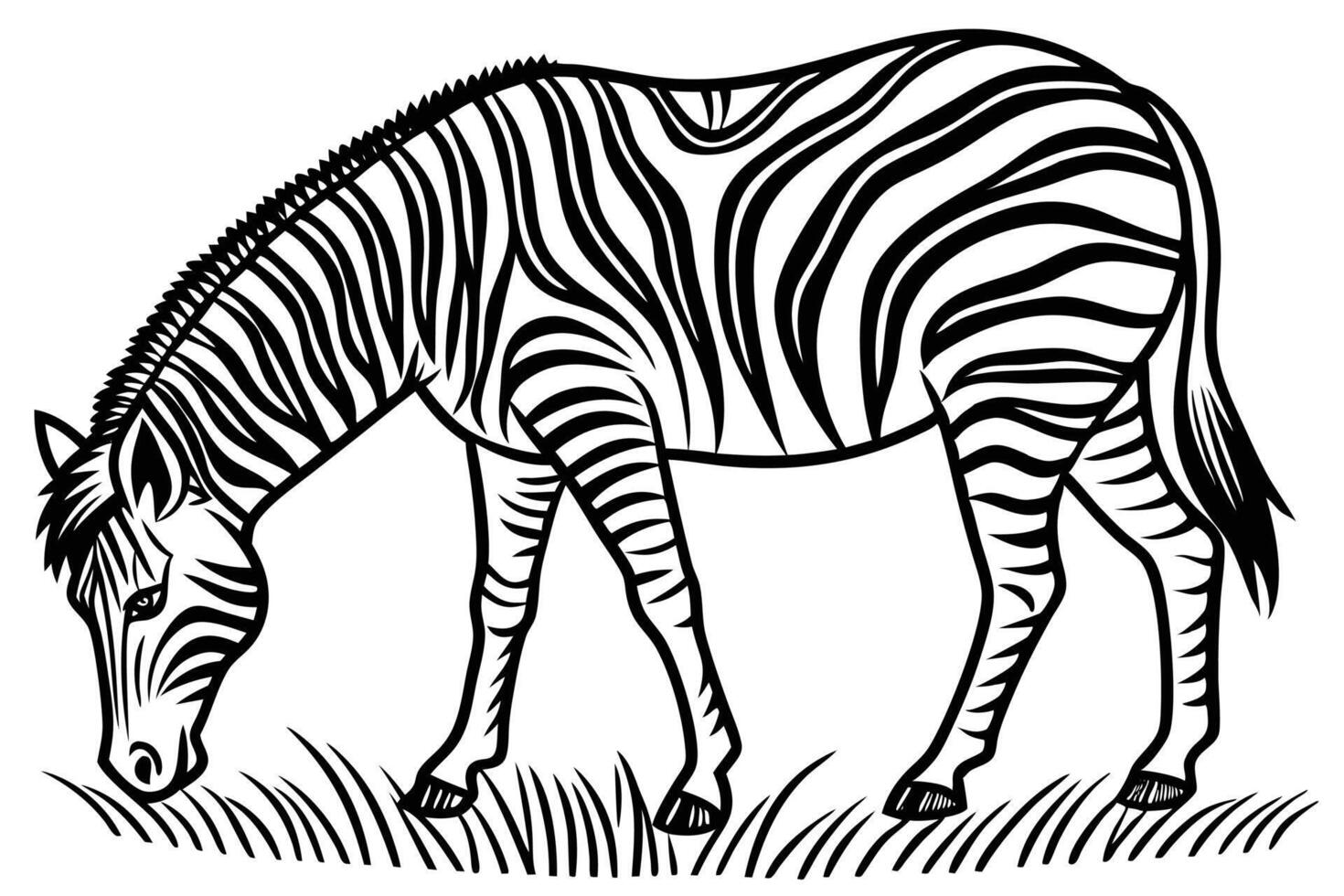 Zebra grazing on grass vector