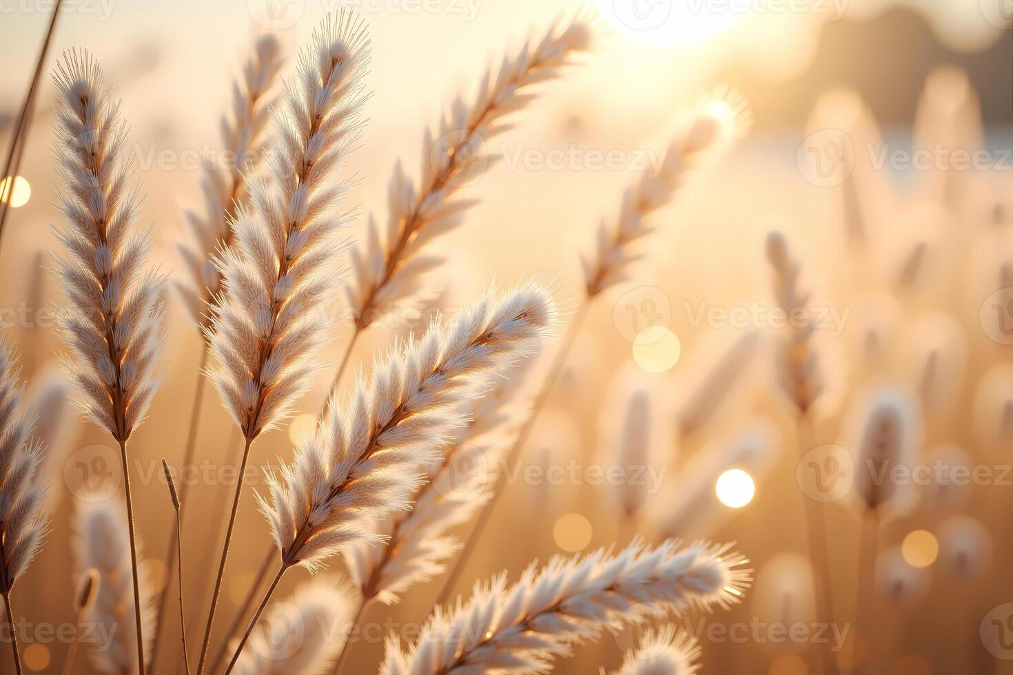 Closeup beige fluffy Pampas grass with beautiful natural light wallpaper, modern minimal background for calm, peace, poster, minimalist, modern, environment, print, emotional support, serene, Nordic photo