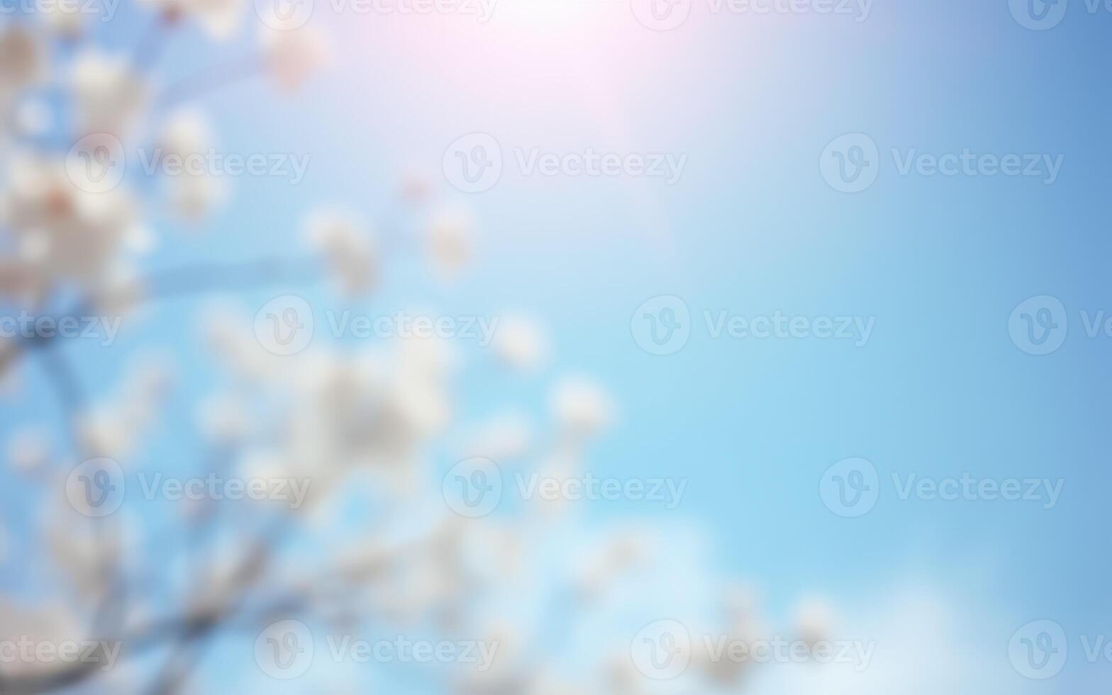 Blossoming flowers under a clear blue sky on a sunny day in spring photo