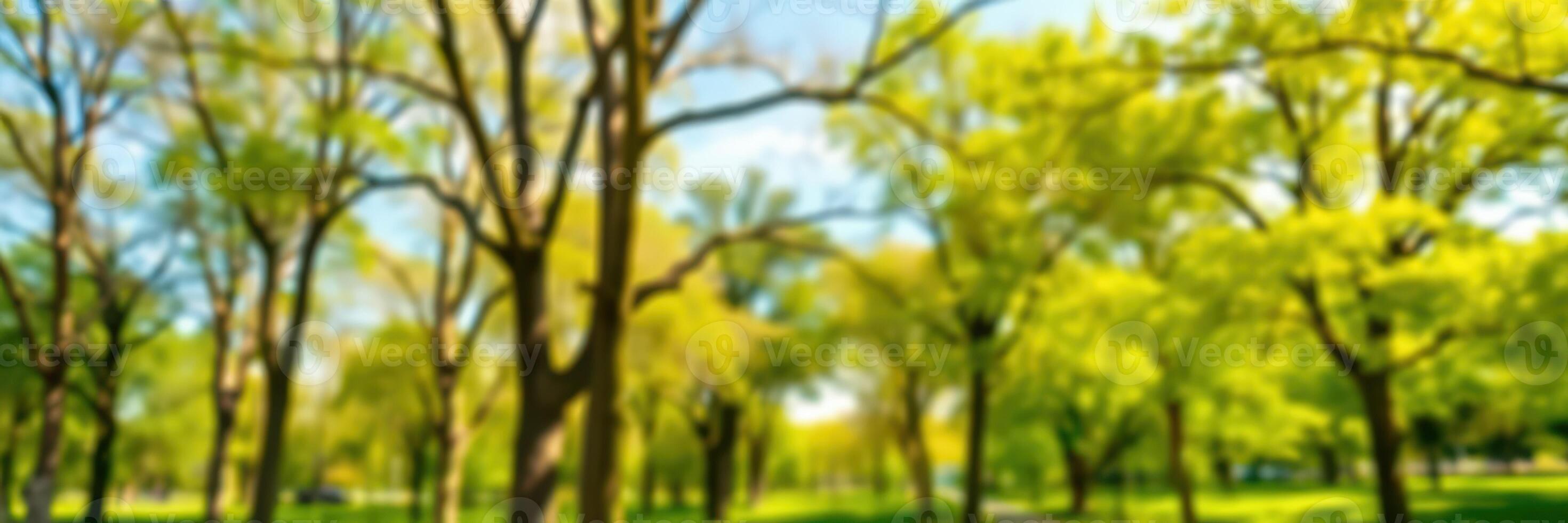 Vibrant green trees lining a sunny park path inviting visitors to enjoy nature in springtime photo