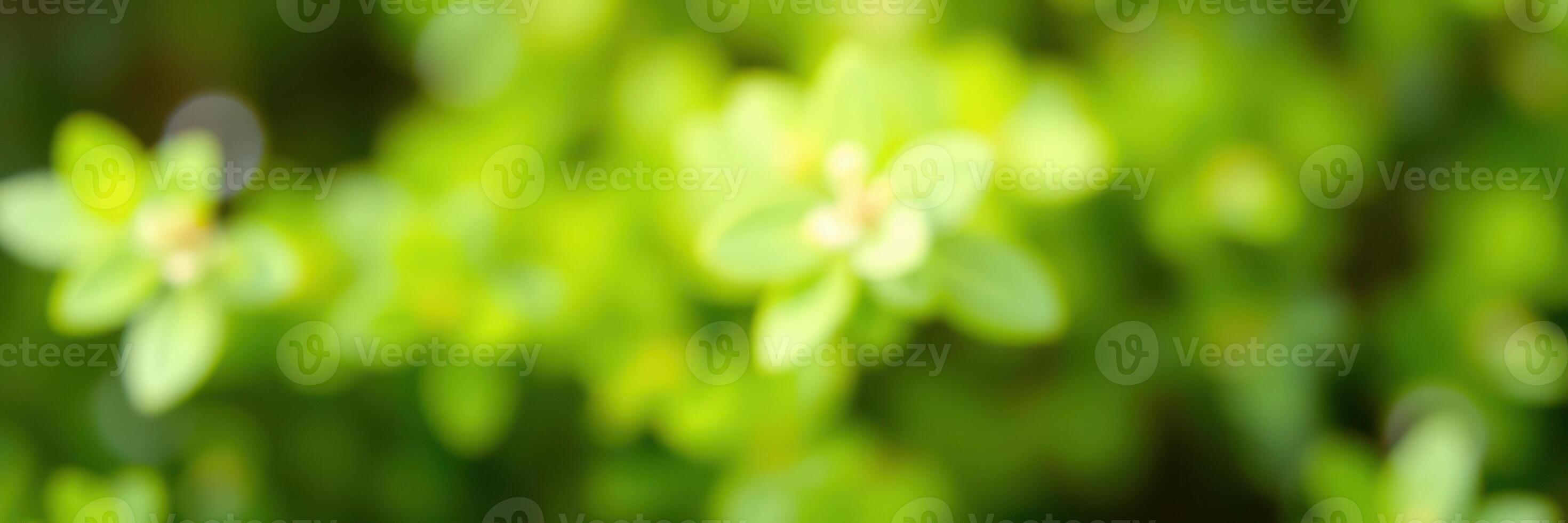 Vibrant green leaves illuminated by sunlight in a lush garden during midday create a serene atmosphere photo
