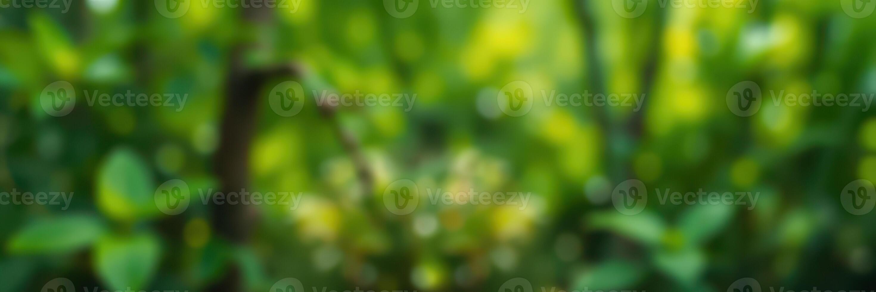 Lush green foliage in a vibrant forest setting during daylight photo