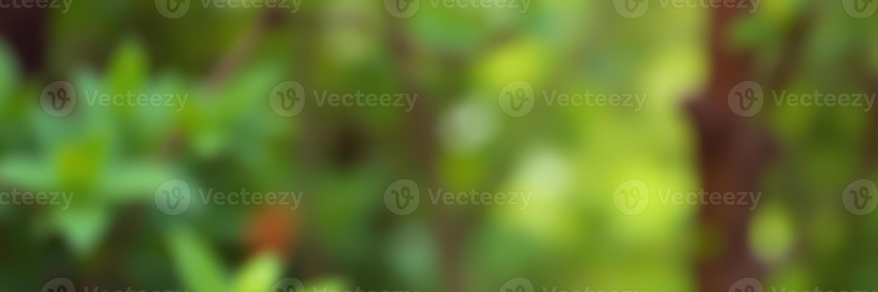 Green lush foliage in a serene garden during a sunny afternoon photo
