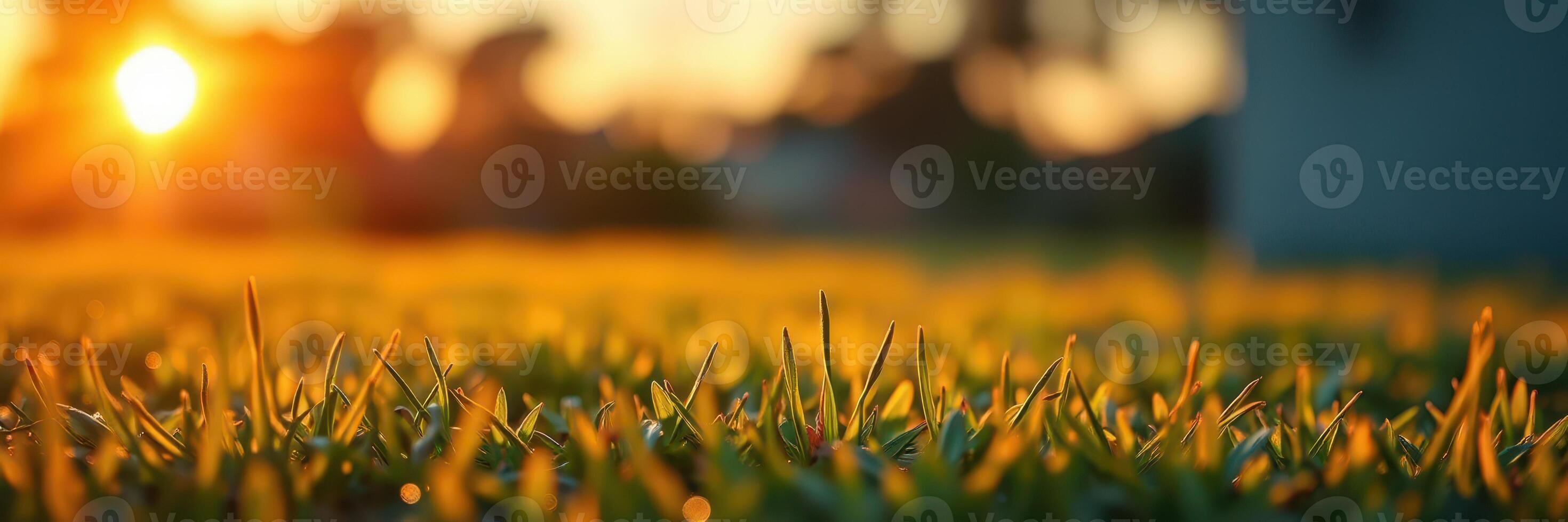 Grass glistens in the warm glow of a setting sun during late afternoon in a peaceful outdoor setting photo