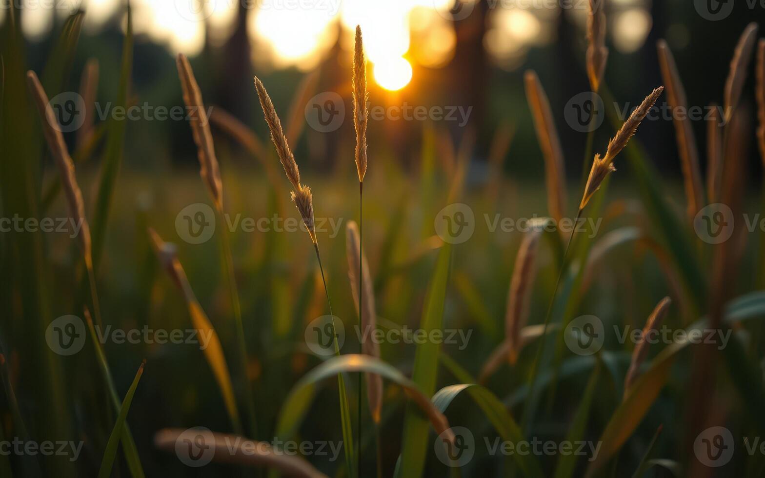 Golden sunlight filters through tall grass in a serene outdoor setting at dusk photo