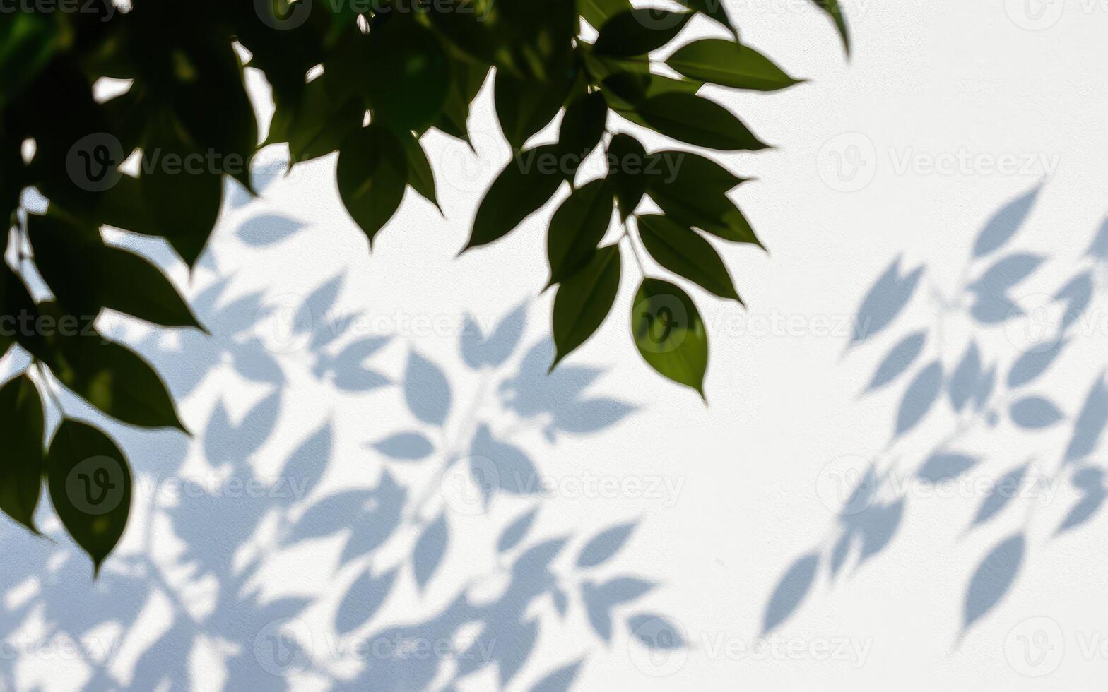 Shadows of green leaves creating intricate patterns on a white wall in natural daylight photo