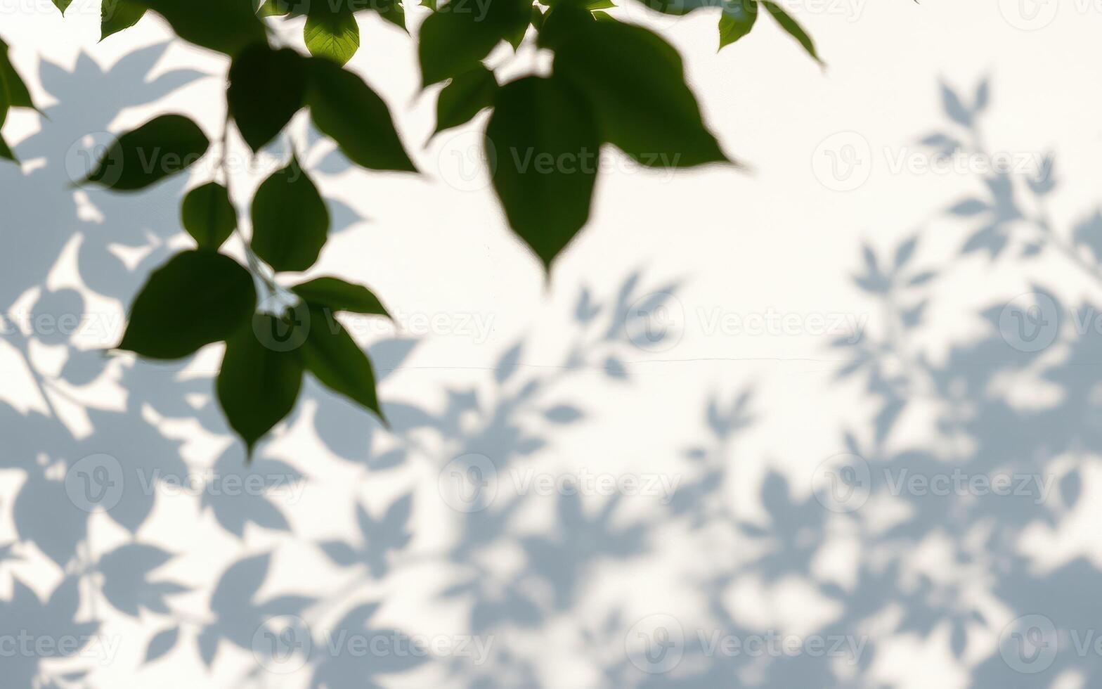 Shadows of leaves dancing on a white wall during sunny daylight in a tranquil outdoor space photo