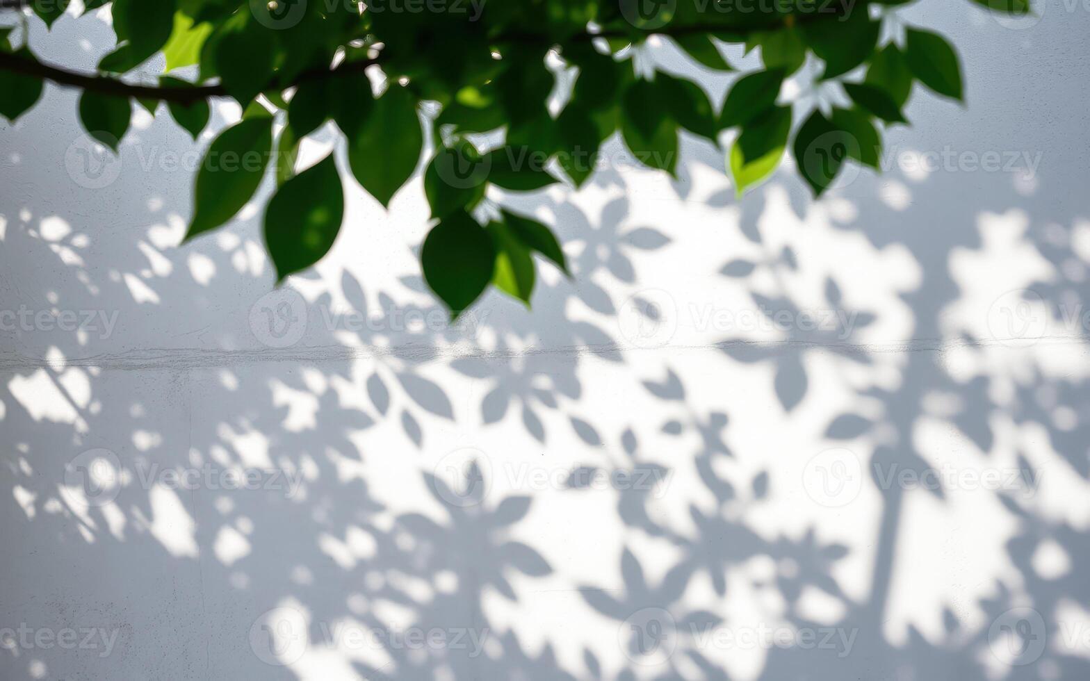 Shadows of green leaves create intricate patterns on a white wall during daylight photo