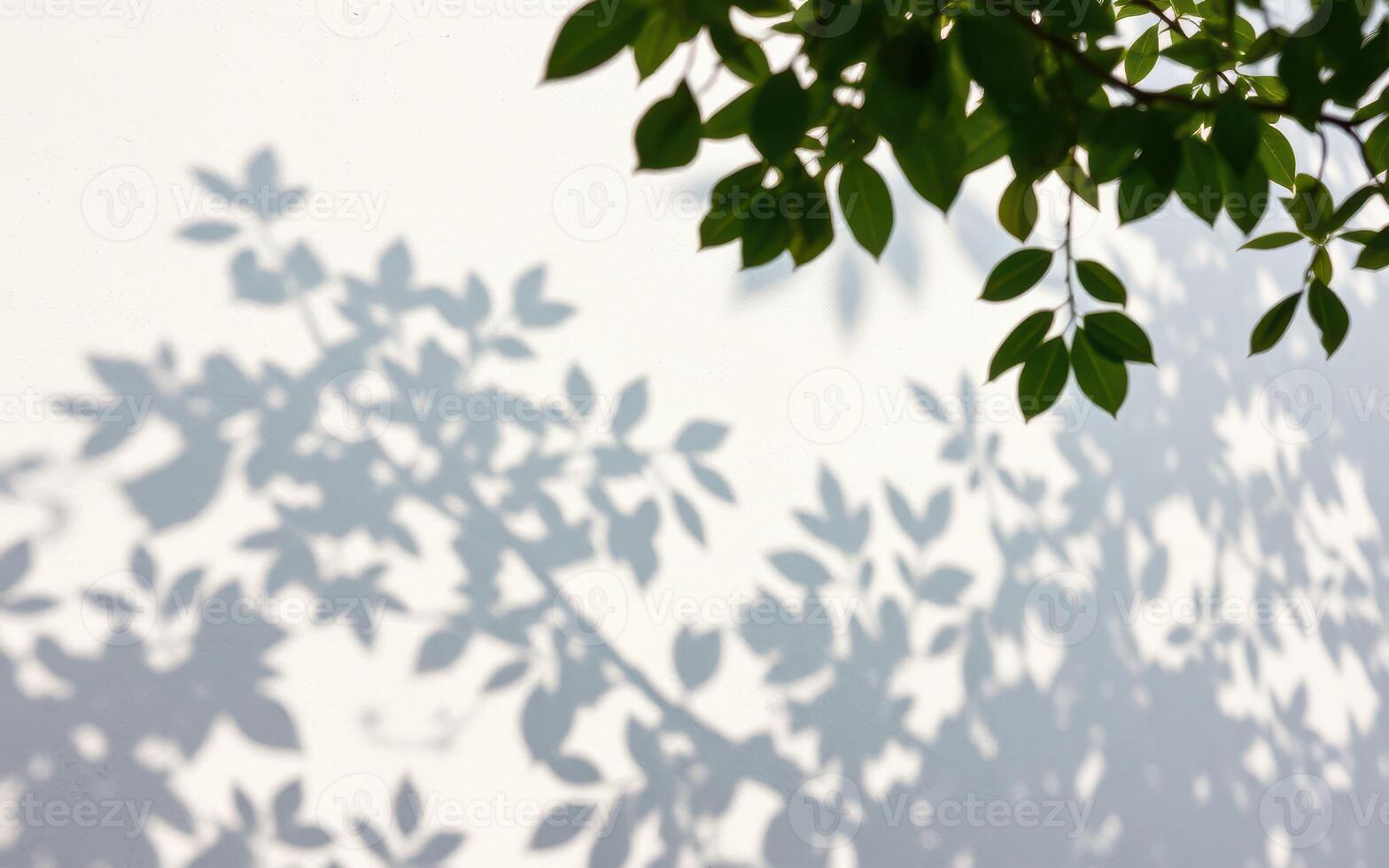 Shadows of leaves dance on a blank wall during sunlight hours in a serene outdoor setting photo