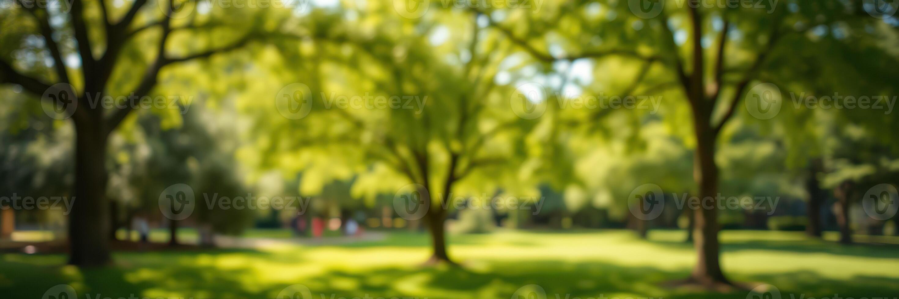 Lush green park filled with trees and vibrant foliage on a sunny day in summer photo