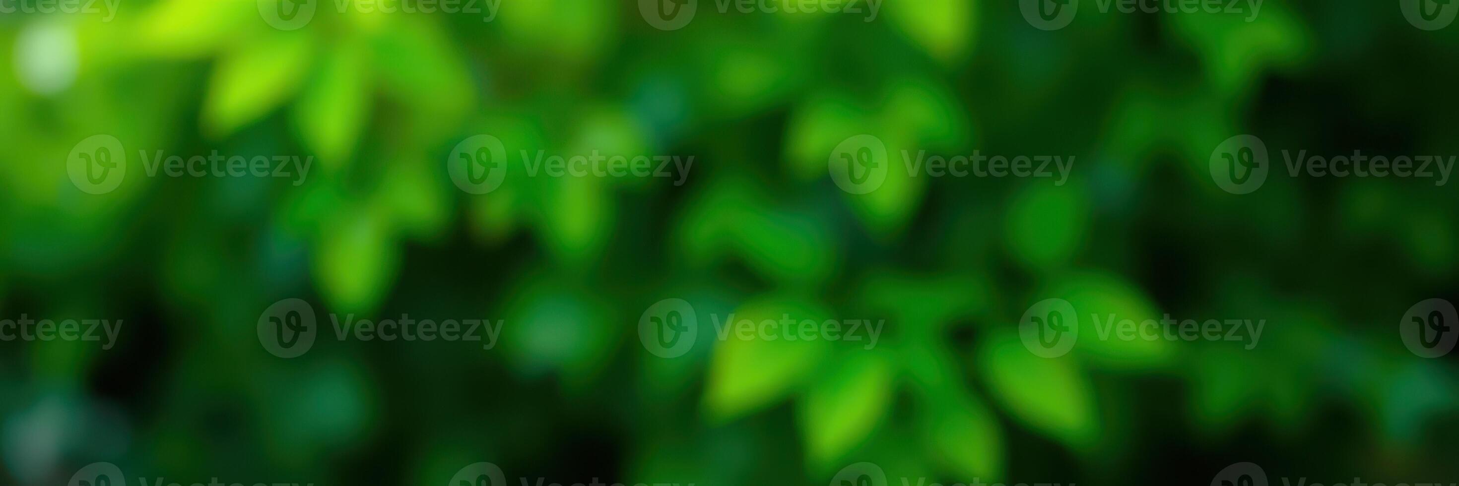 Vibrant green foliage with soft sunlight filtering through leaves during a summer day in a serene natural setting photo