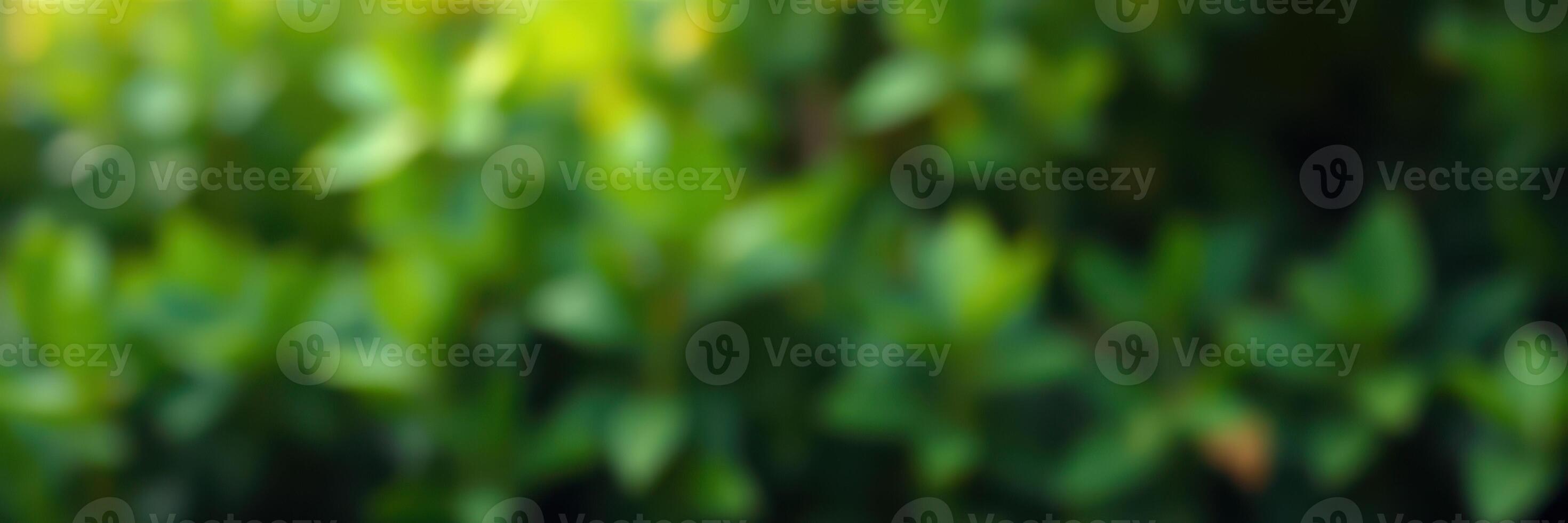 Close-up view of vibrant green foliage in a lush garden during sunny afternoon hours showcasing nature's beauty photo