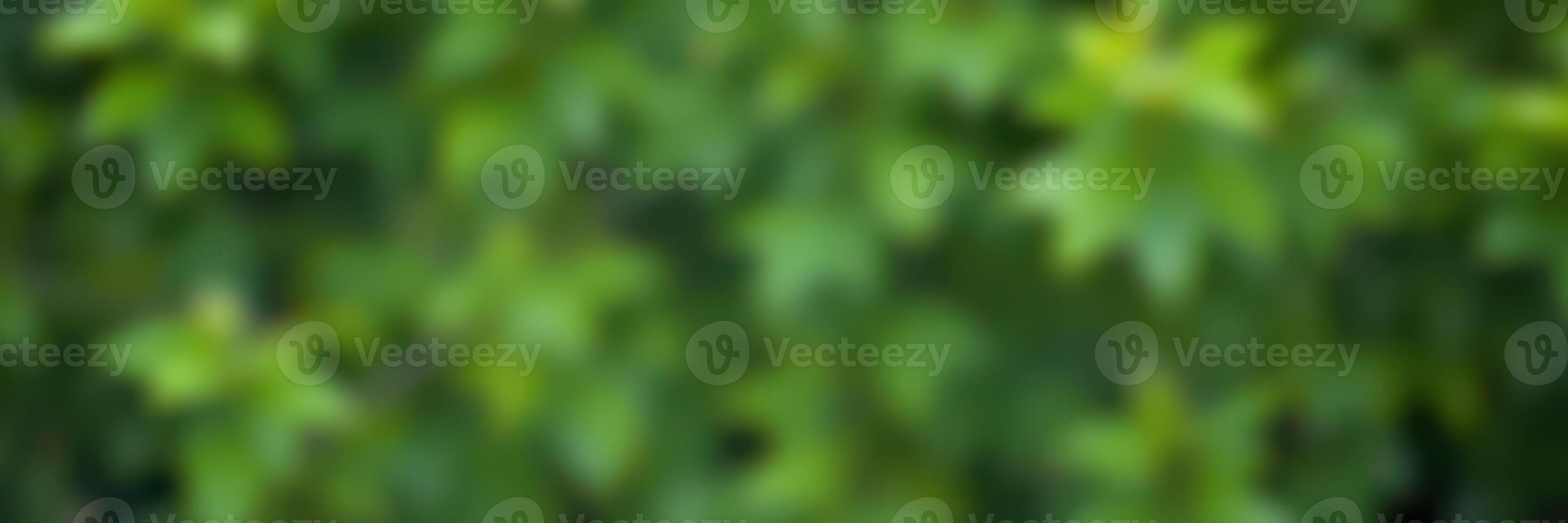 Lush green foliage fills the background during a bright sunny day in a serene outdoor setting photo
