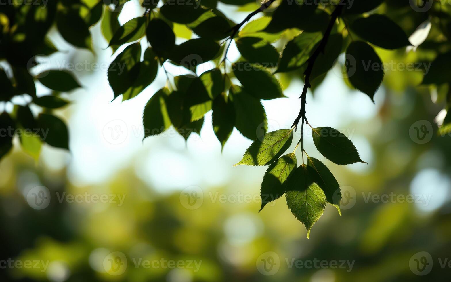 Sunlit green leaves highlight the beauty of nature in a serene setting during daytime photo