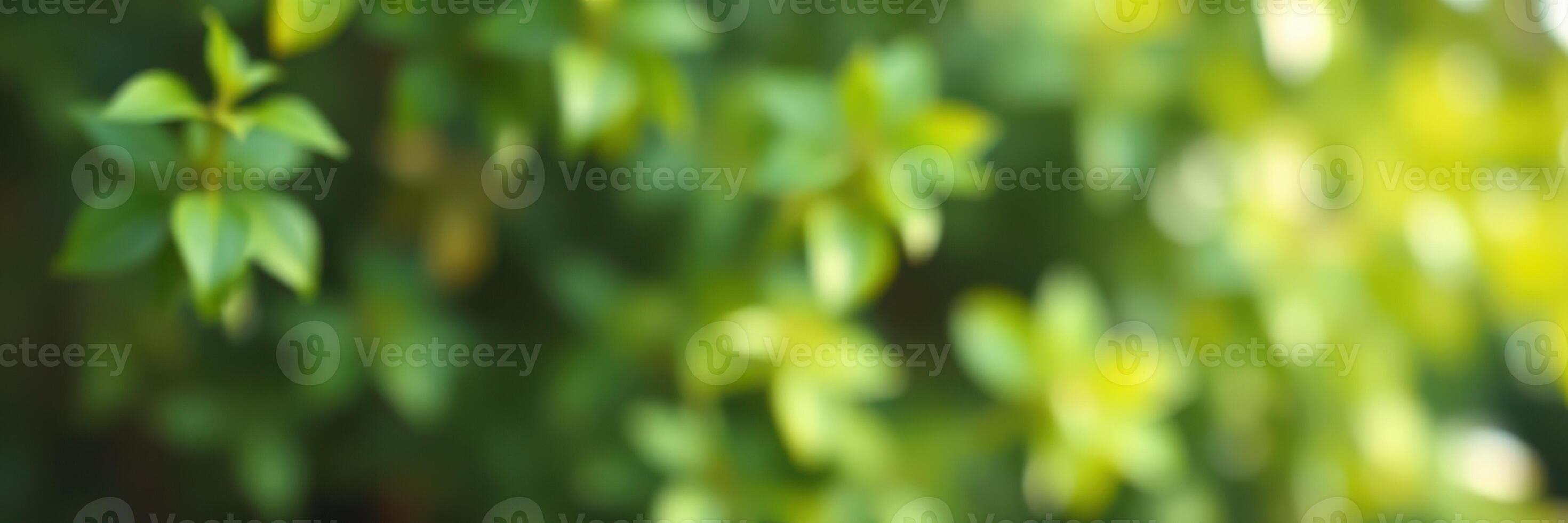 Fresh green leaves basking in sunlight create a vibrant atmosphere in a lush garden setting during midday hours photo