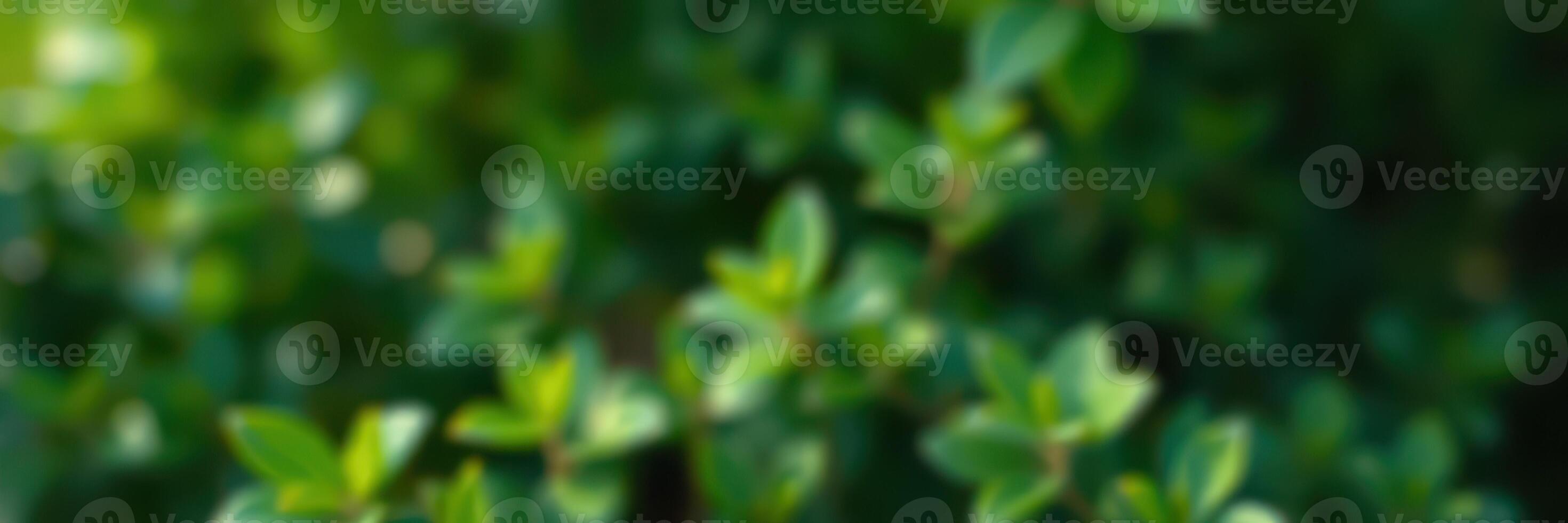 Green leaves basking in sunlight create a serene atmosphere in a lush garden setting photo