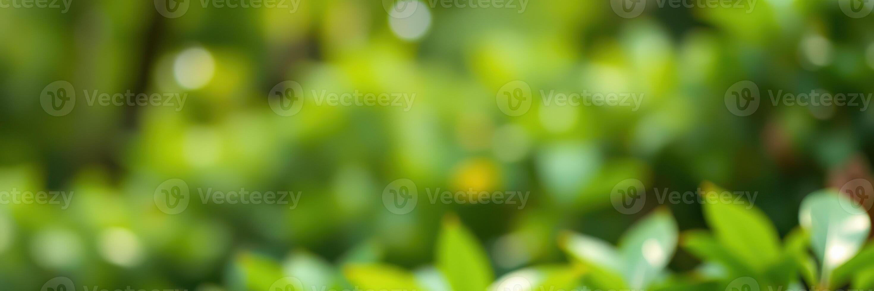 Lush greenery fills the background in a serene garden during midday light, creating a peaceful atmosphere for relaxation photo